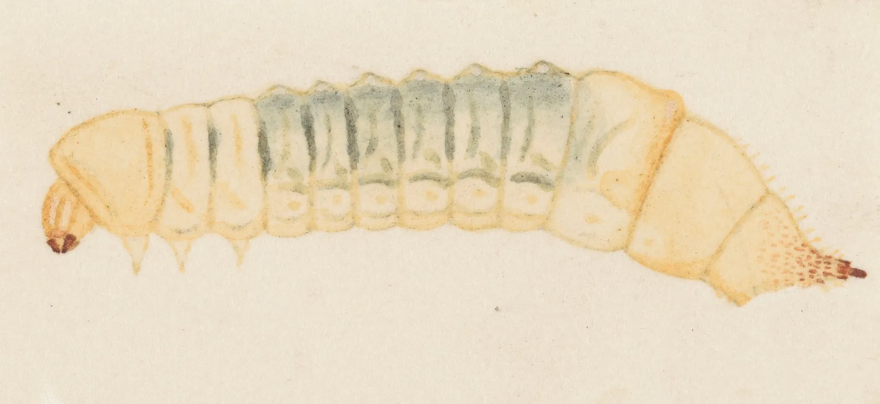 Entomology Watercolour Pl 066 Wall Art by George Hudson - High-Resolution Digital Print