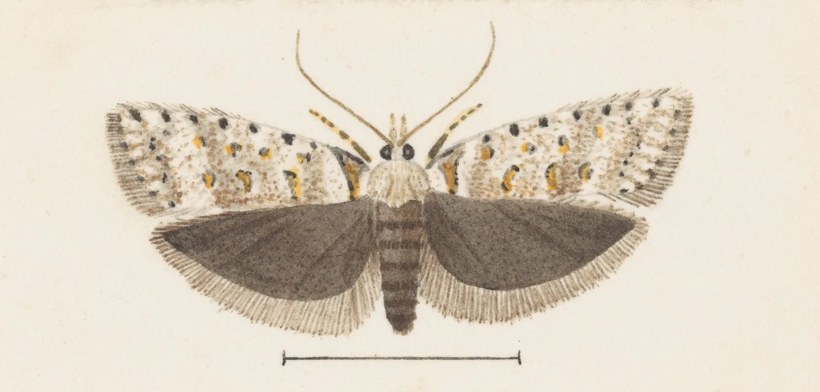 Entomology Watercolour Pl 072 Wall Art by George Hudson - High-Resolution Digital Print