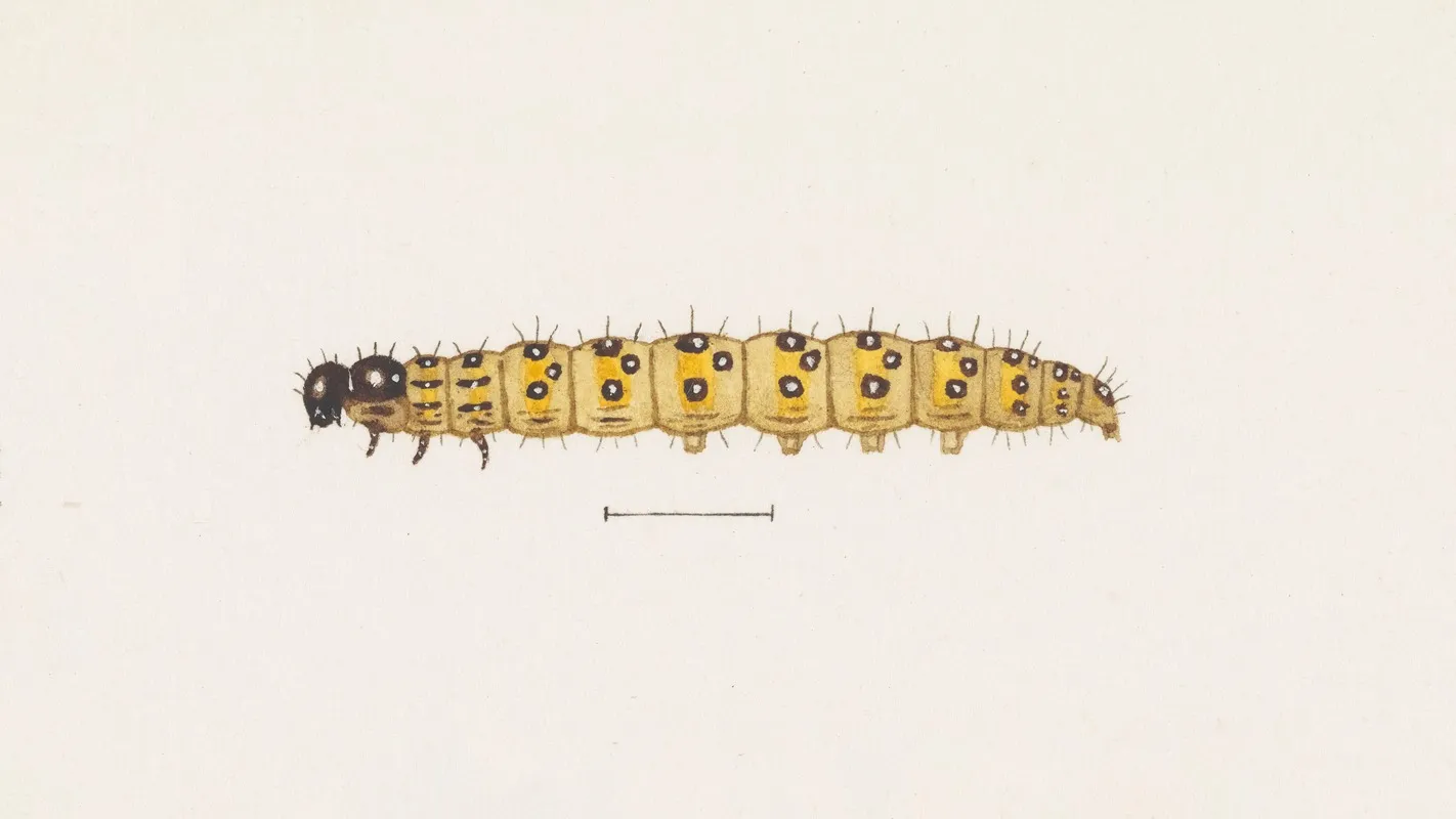 Entomology Watercolour Pl 073 Wall Art by George Hudson - High-Resolution Digital Print