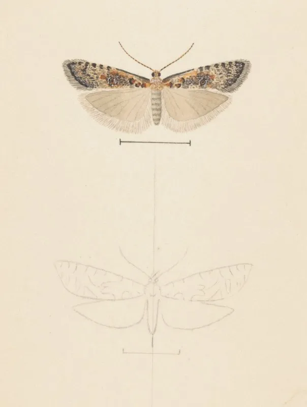 Entomology Watercolour Pl 074 Wall Art by George Hudson - High-Resolution Digital Print