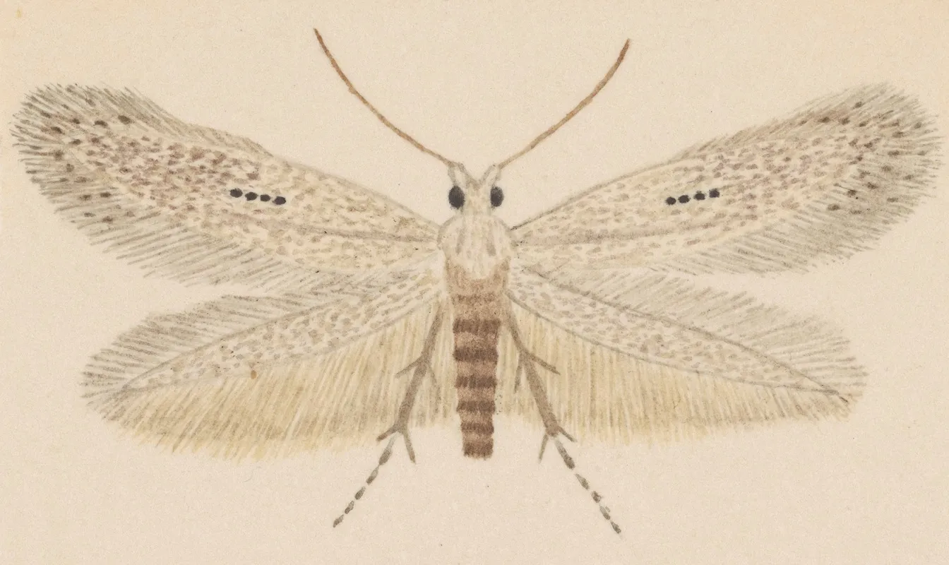 Entomology Watercolour Pl 077 Wall Art by George Hudson - High-Resolution Digital Print