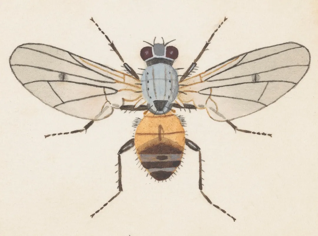 Entomology Watercolour Pl 079 Wall Art by George Hudson - High-Resolution Digital Print
