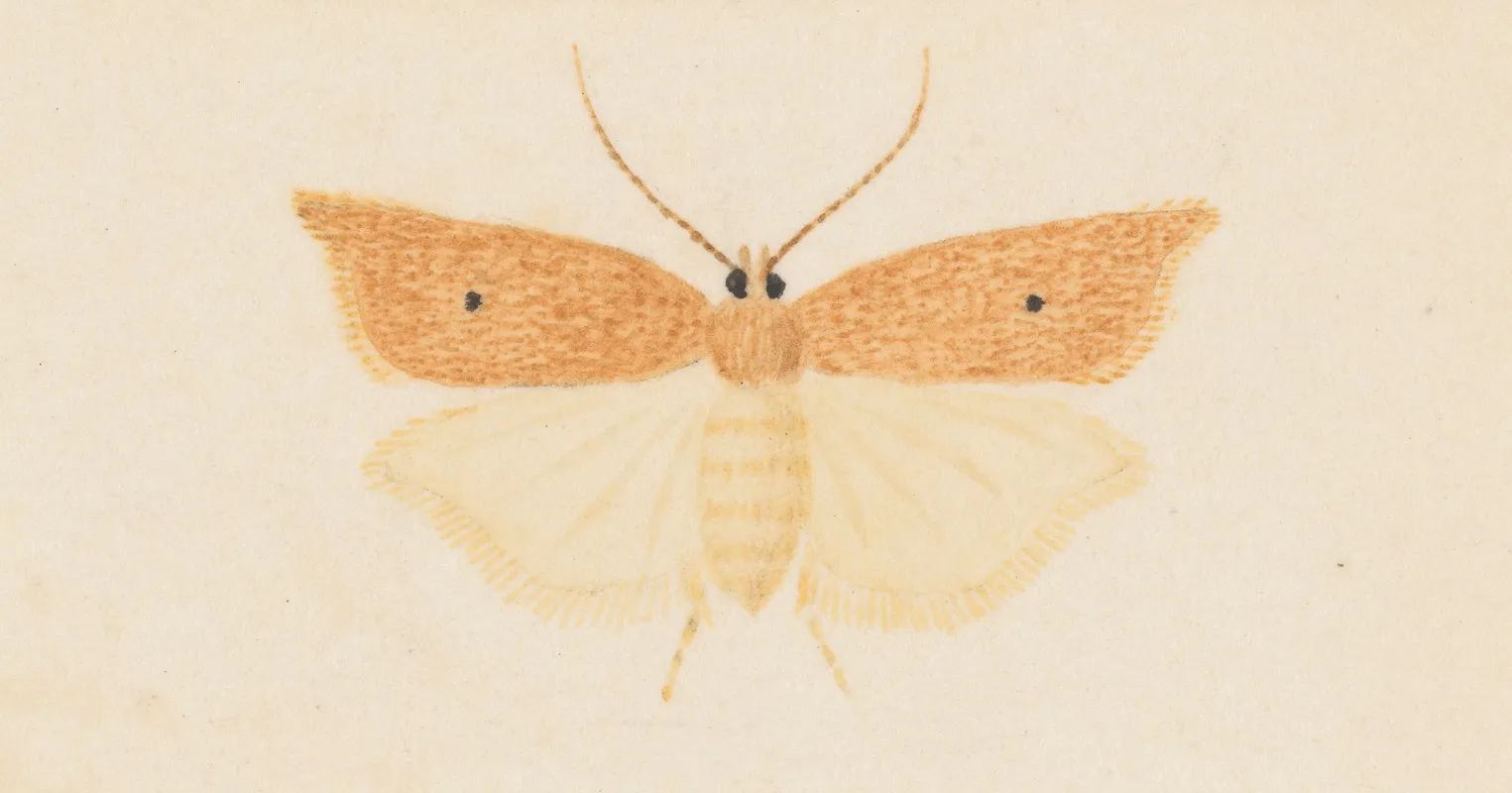 Entomology Watercolour Pl 081 Wall Art by George Hudson - High-Resolution Digital Print