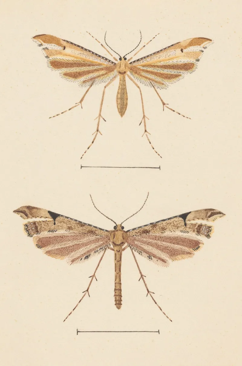 Entomology Watercolour Pl 082 Wall Art by George Hudson - High-Resolution Digital Print