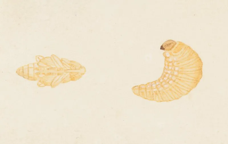 Entomology Watercolour Pl 084 Wall Art by George Hudson - High-Resolution Digital Print