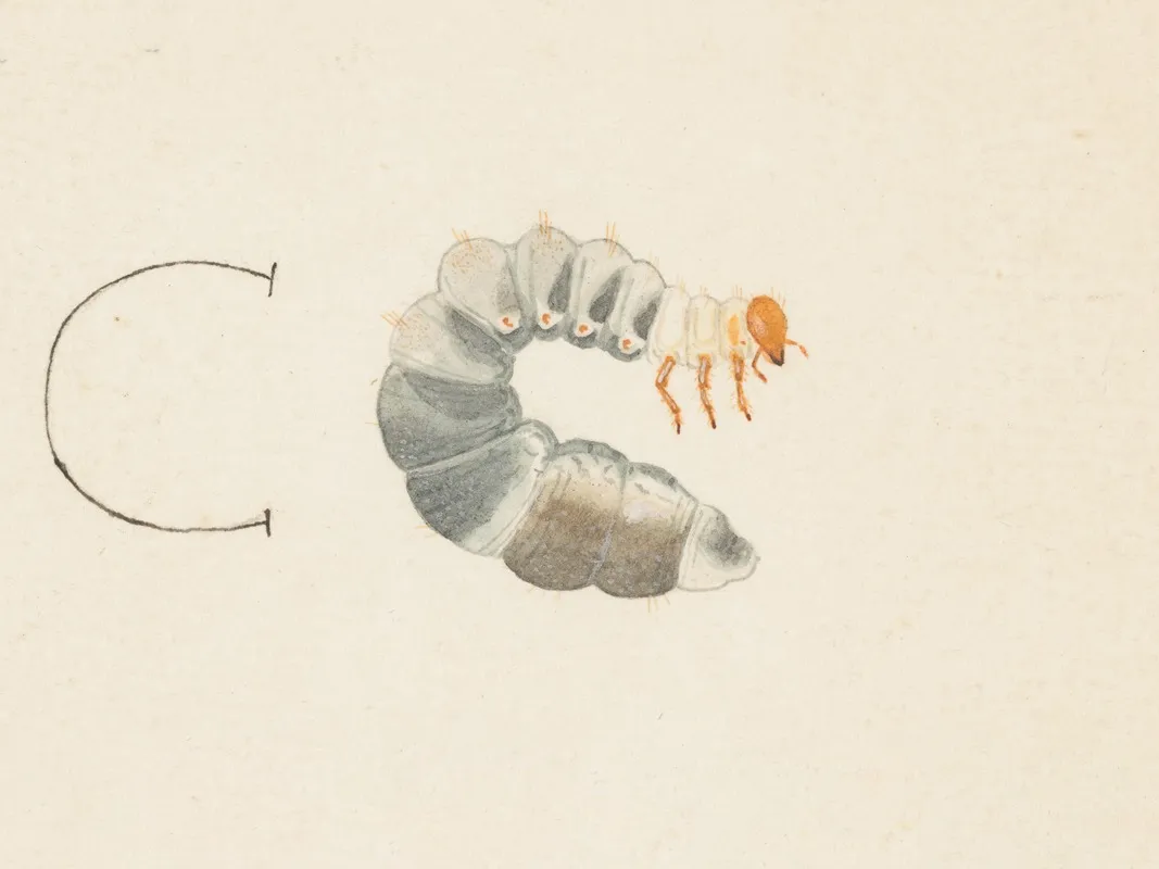 Entomology Watercolour Pl 085 Wall Art by George Hudson - High-Resolution Digital Print