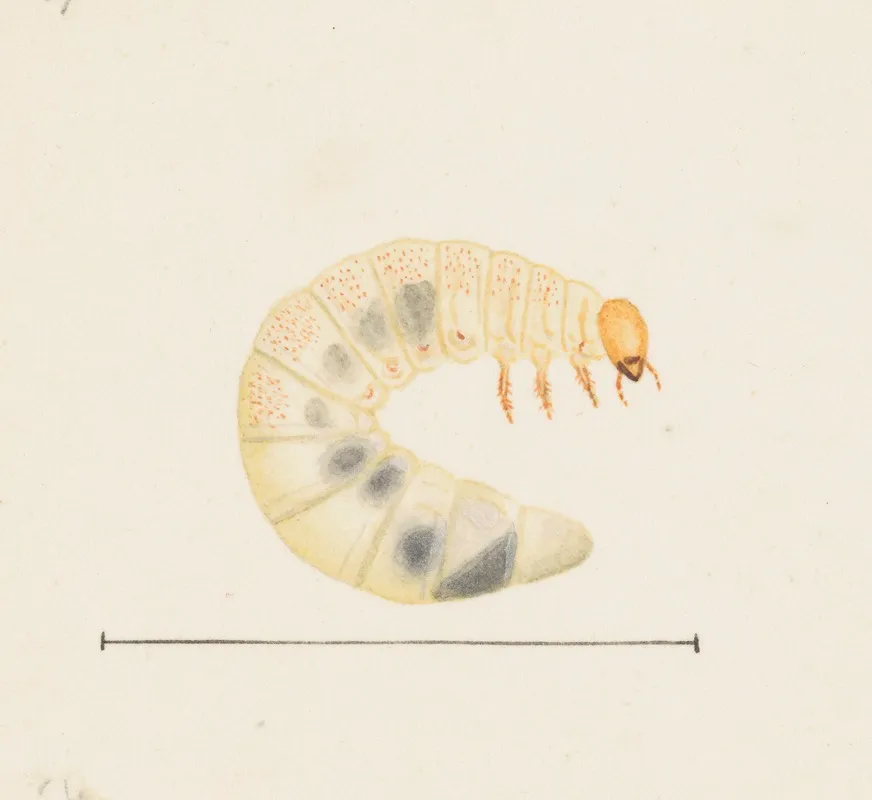 Entomology Watercolour Pl 087 Wall Art by George Hudson - High-Resolution Digital Print