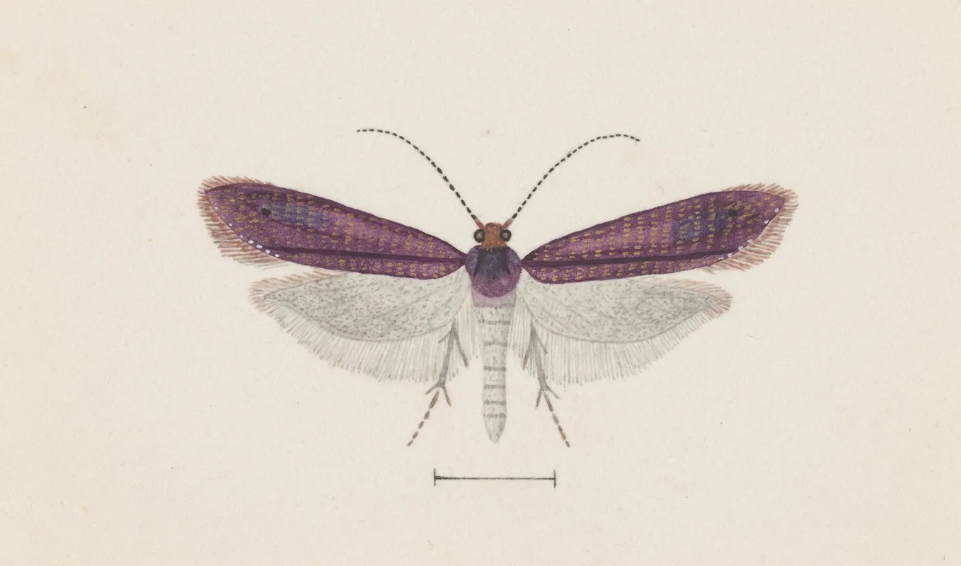 Entomology Watercolour Pl 093 Wall Art by George Hudson - High-Resolution Digital Print