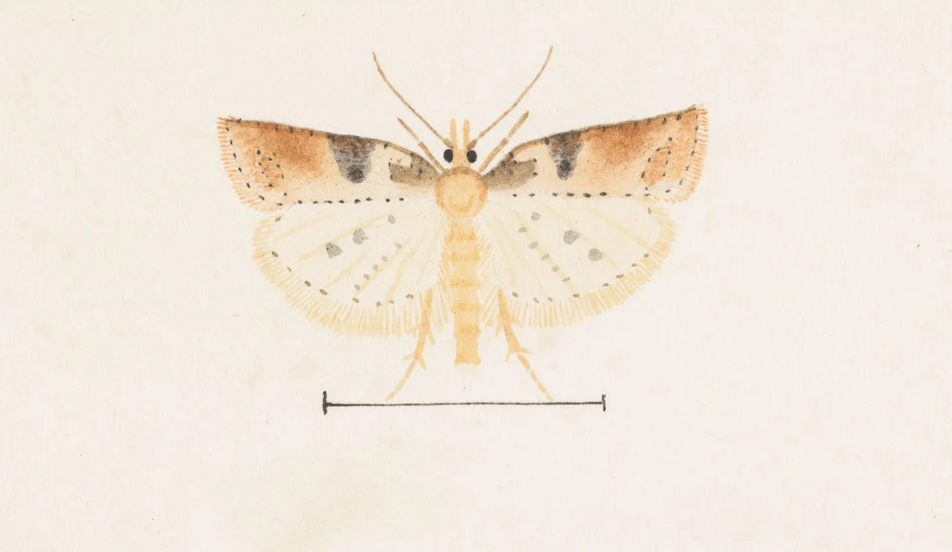 Entomology Watercolour Pl 095 Wall Art by George Hudson - High-Resolution Digital Print