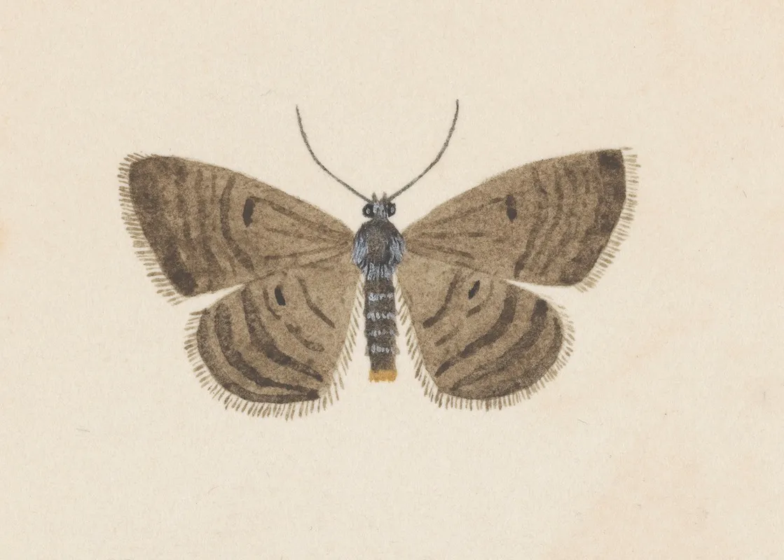 Entomology Watercolour Pl 097 Wall Art by George Hudson - High-Resolution Digital Print