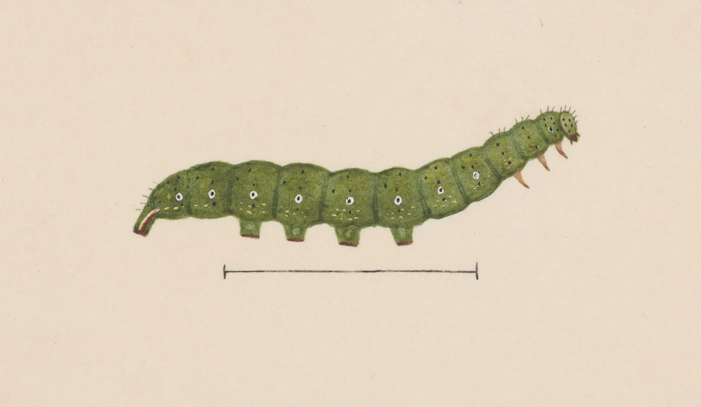 Entomology Watercolour Pl 098 Wall Art by George Hudson - High-Resolution Digital Print