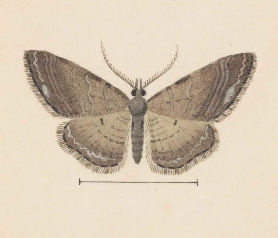 Entomology Watercolour Pl 102 Wall Art by George Hudson - High-Resolution Digital Print