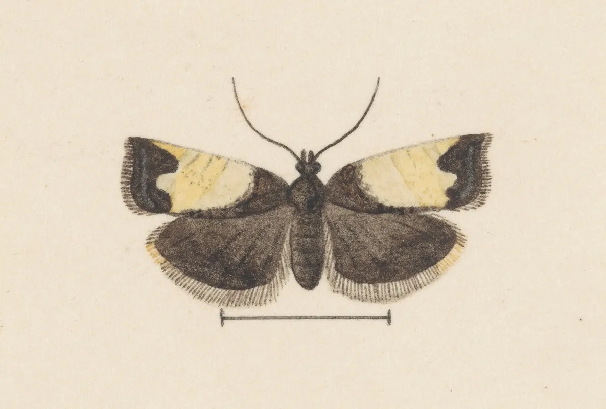 Entomology Watercolour Pl 103 Wall Art by George Hudson - High-Resolution Digital Print