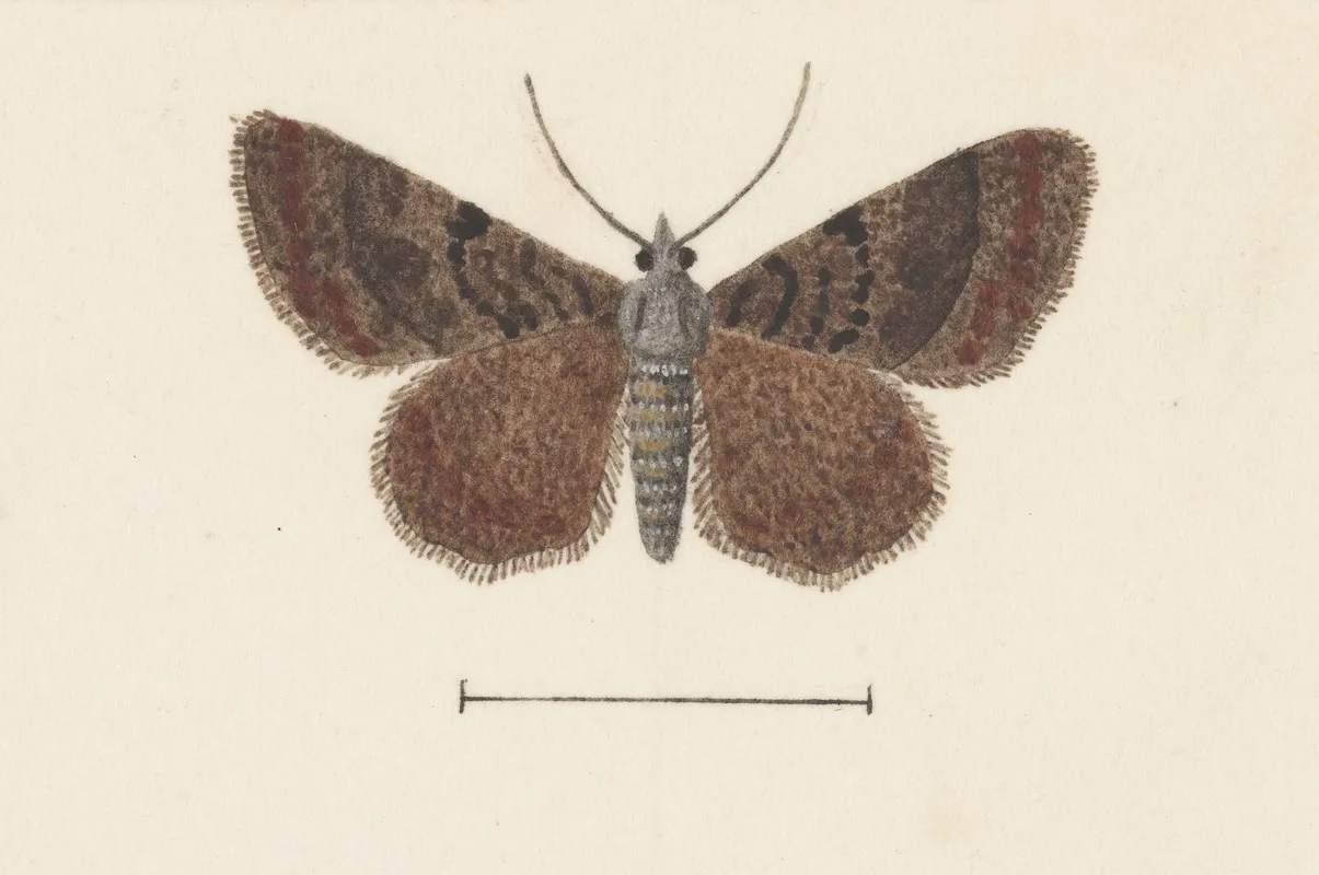 Entomology Watercolour Pl 105 Wall Art by George Hudson - High-Resolution Digital Print