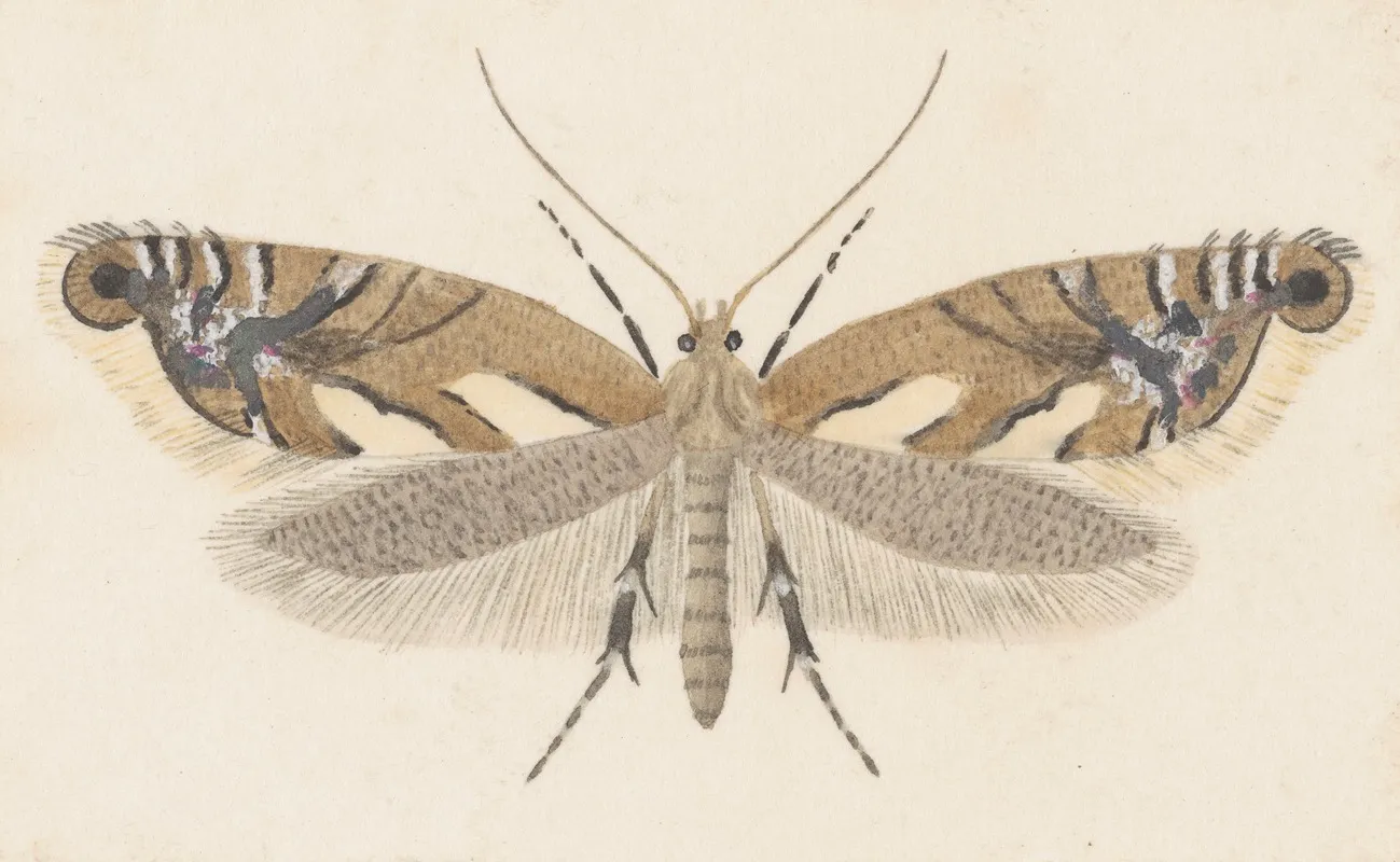 Entomology Watercolour Pl 107 Wall Art by George Hudson - High-Resolution Digital Print