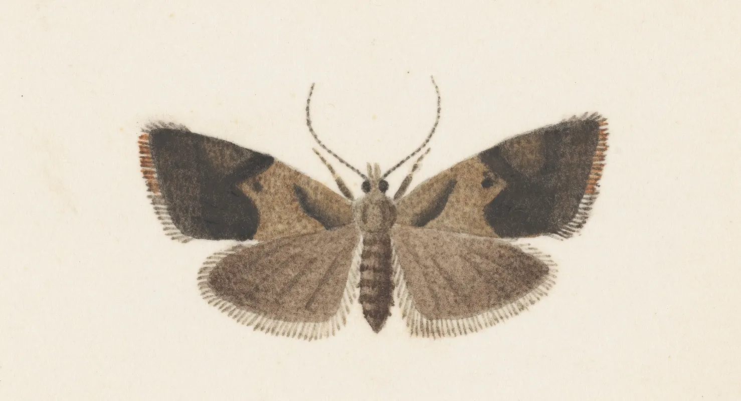 Entomology Watercolour Pl 108 Wall Art by George Hudson - High-Resolution Digital Print