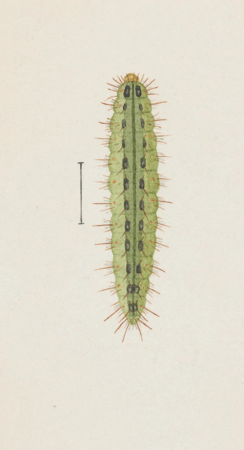 Entomology Watercolour Pl 111 Wall Art by George Hudson - High-Resolution Digital Print