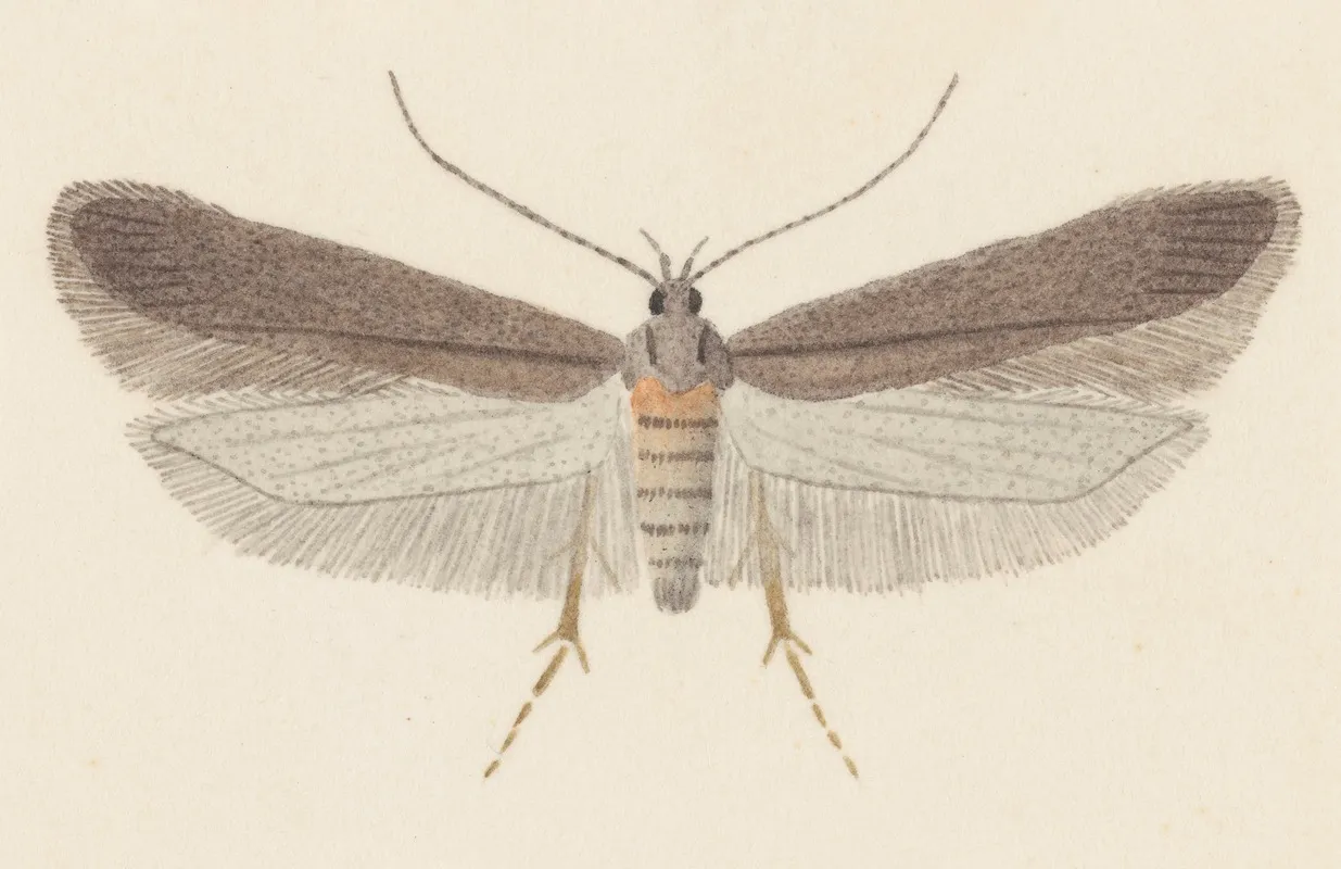 Entomology Watercolour Pl 114 Wall Art by George Hudson - High-Resolution Digital Print