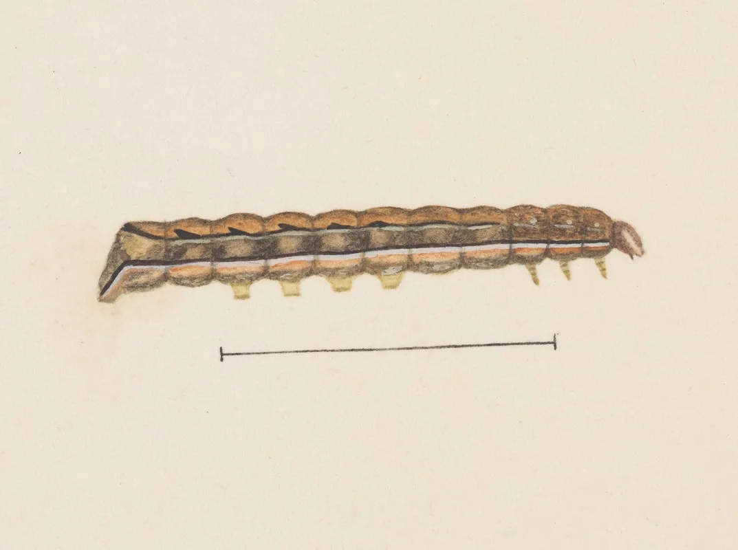 Entomology Watercolour Pl 115 Wall Art by George Hudson - High-Resolution Digital Print