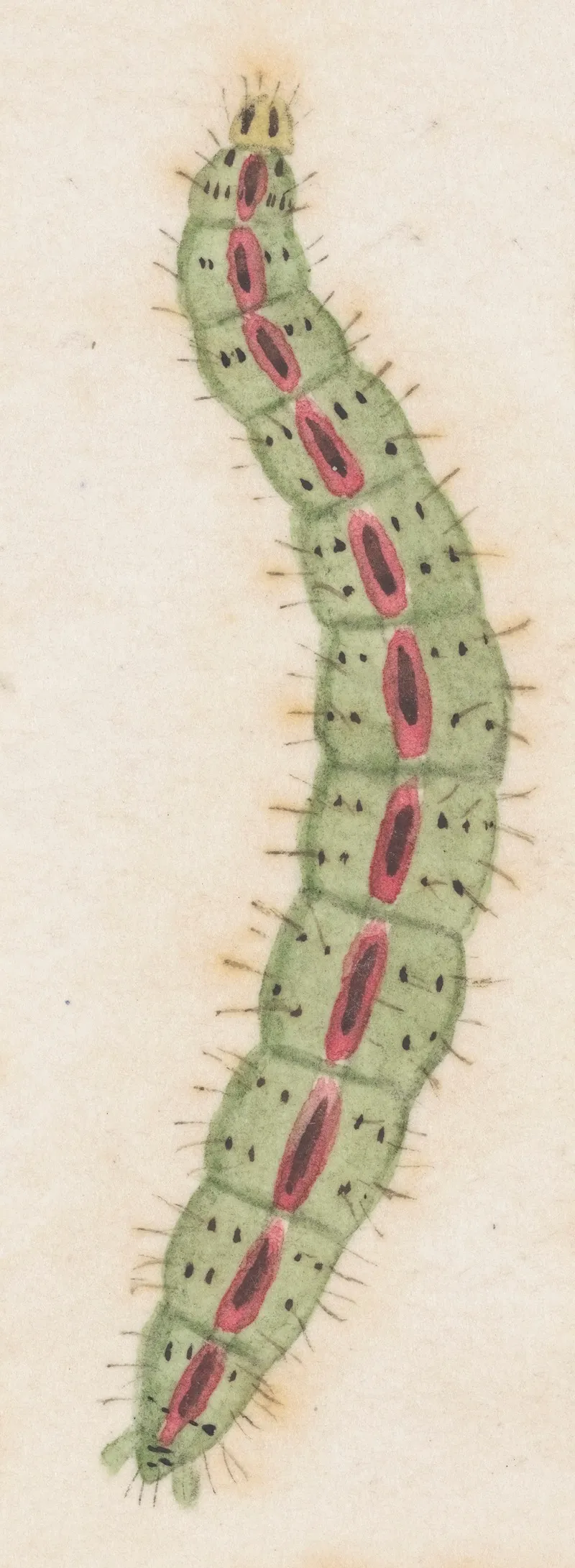 Entomology Watercolour Pl 117 Wall Art by George Hudson - High-Resolution Digital Print