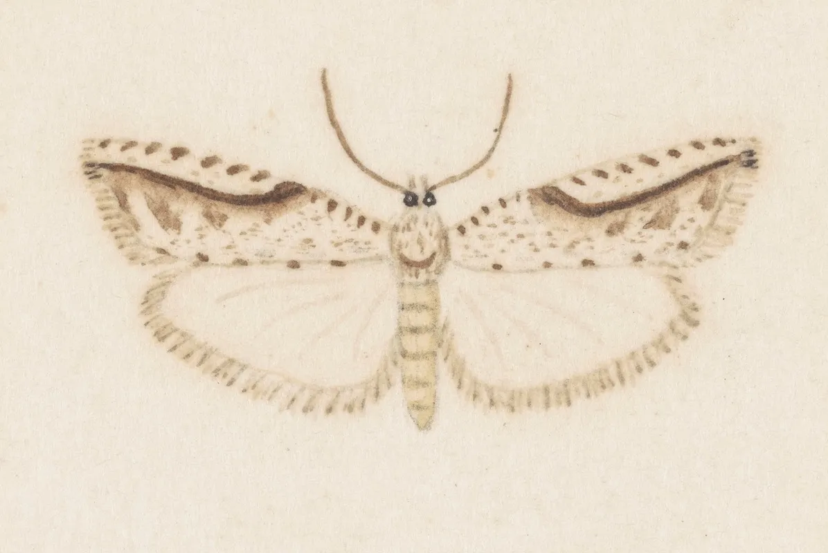 Entomology Watercolour Pl 120 Wall Art by George Hudson - High-Resolution Digital Print