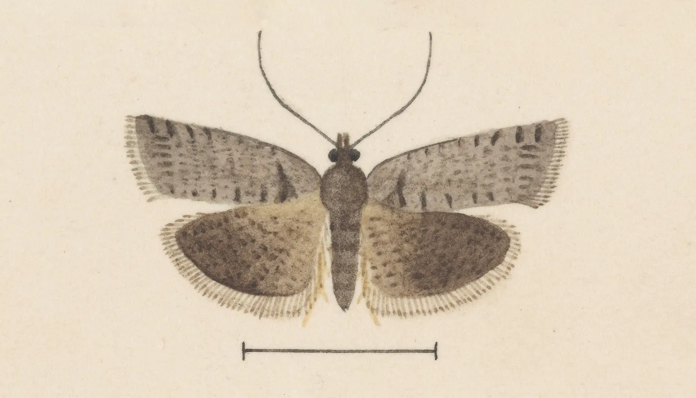 Entomology Watercolour Pl 121 Wall Art by George Hudson - High-Resolution Digital Print