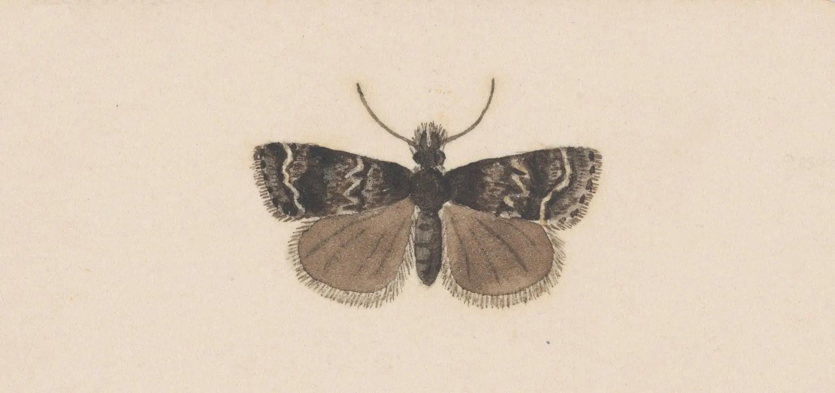 Entomology Watercolour Pl 122 Wall Art by George Hudson - High-Resolution Digital Print