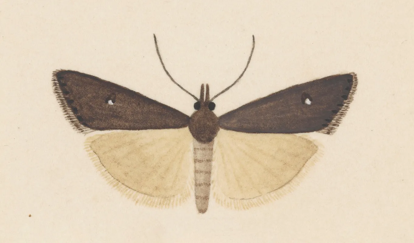 Entomology Watercolour Pl 124 Wall Art by George Hudson - High-Resolution Digital Print