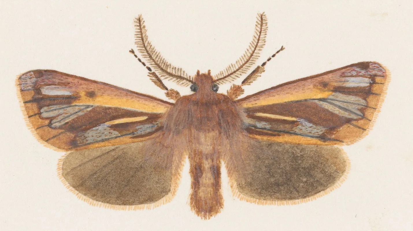 Entomology Watercolour Pl 126 Wall Art by George Hudson - High-Resolution Digital Print