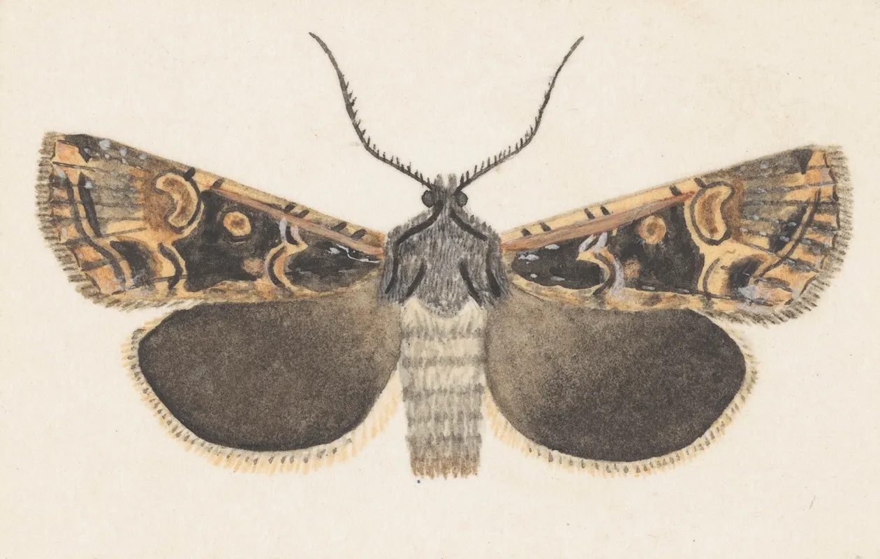 Entomology Watercolour Pl 127 Wall Art by George Hudson - High-Resolution Digital Print