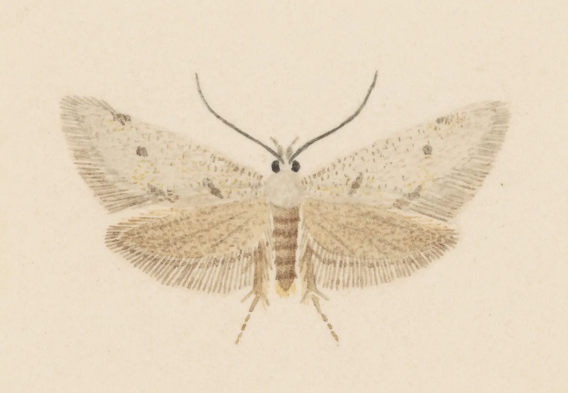 Entomology Watercolour Pl 130 Wall Art by George Hudson - High-Resolution Digital Print