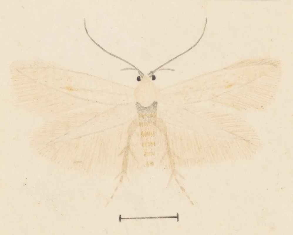 Entomology Watercolour Pl 131 Wall Art by George Hudson - High-Resolution Digital Print