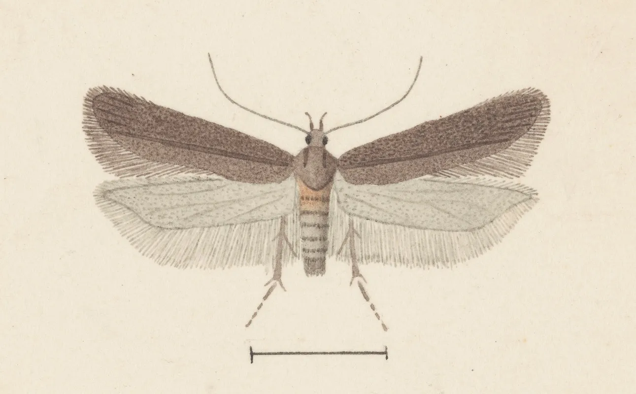 Entomology Watercolour Pl 132 Wall Art by George Hudson - High-Resolution Digital Print