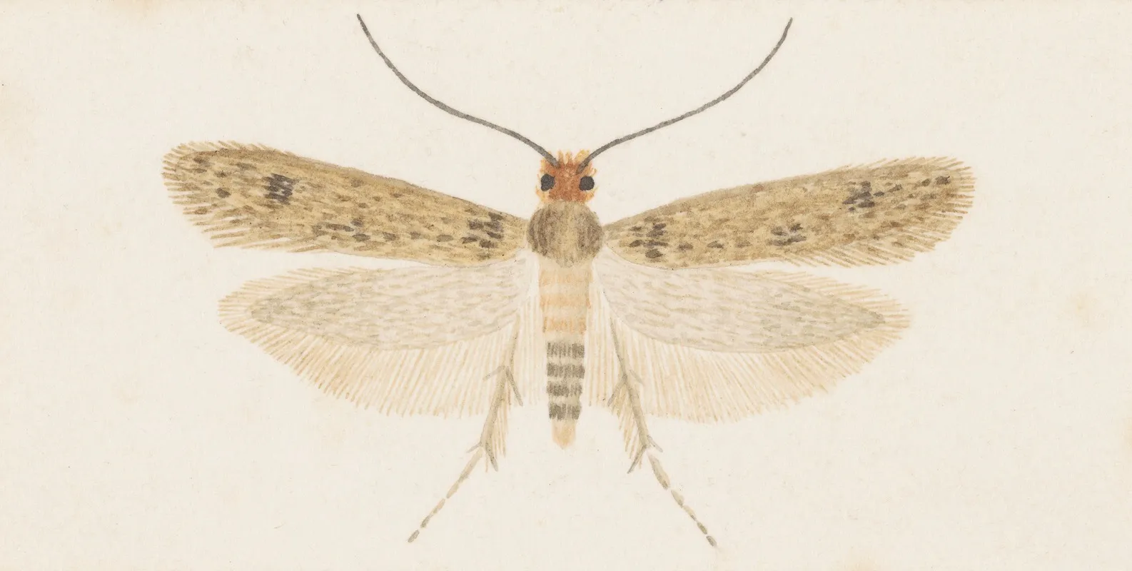 Entomology Watercolour Pl 135 Wall Art by George Hudson - High-Resolution Digital Print