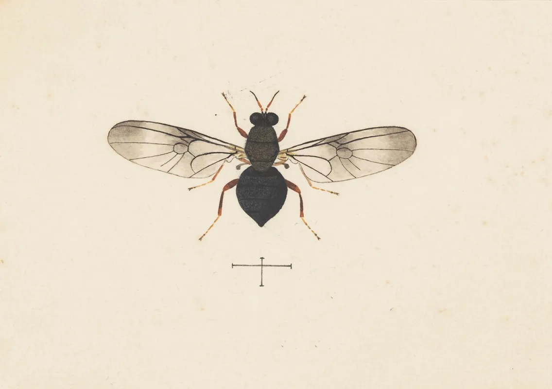 Entomology Watercolour Pl 141 Wall Art by George Hudson - High-Resolution Digital Print