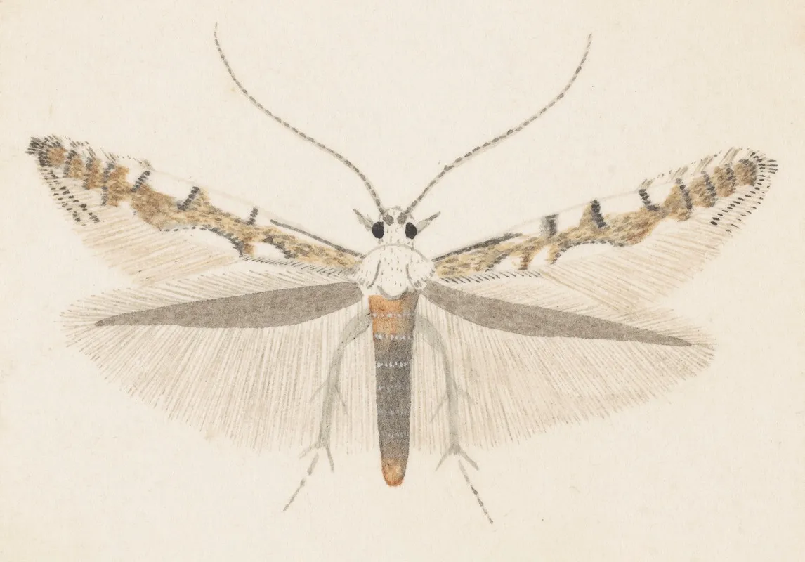 Entomology Watercolour Pl 142 Wall Art by George Hudson - High-Resolution Digital Print
