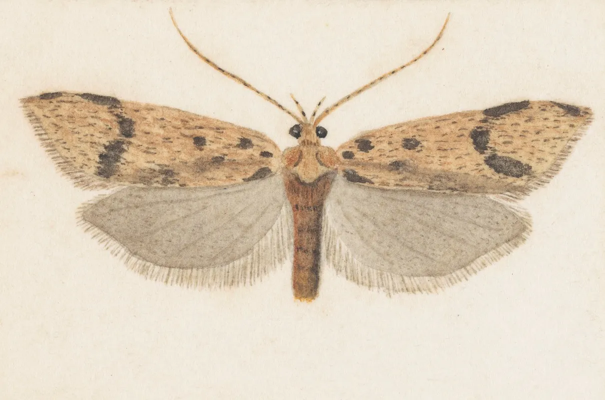 Entomology Watercolour Pl 143 Wall Art by George Hudson - High-Resolution Digital Print