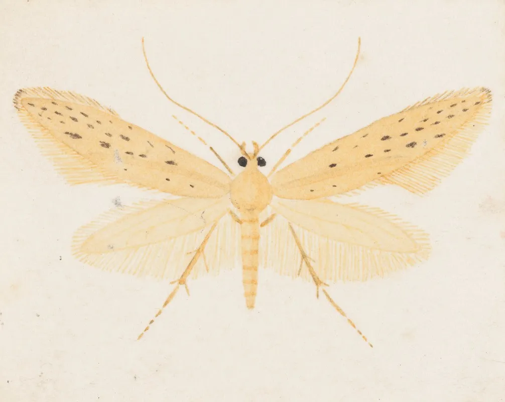 Entomology Watercolour Pl 144 Wall Art by George Hudson - High-Resolution Digital Print