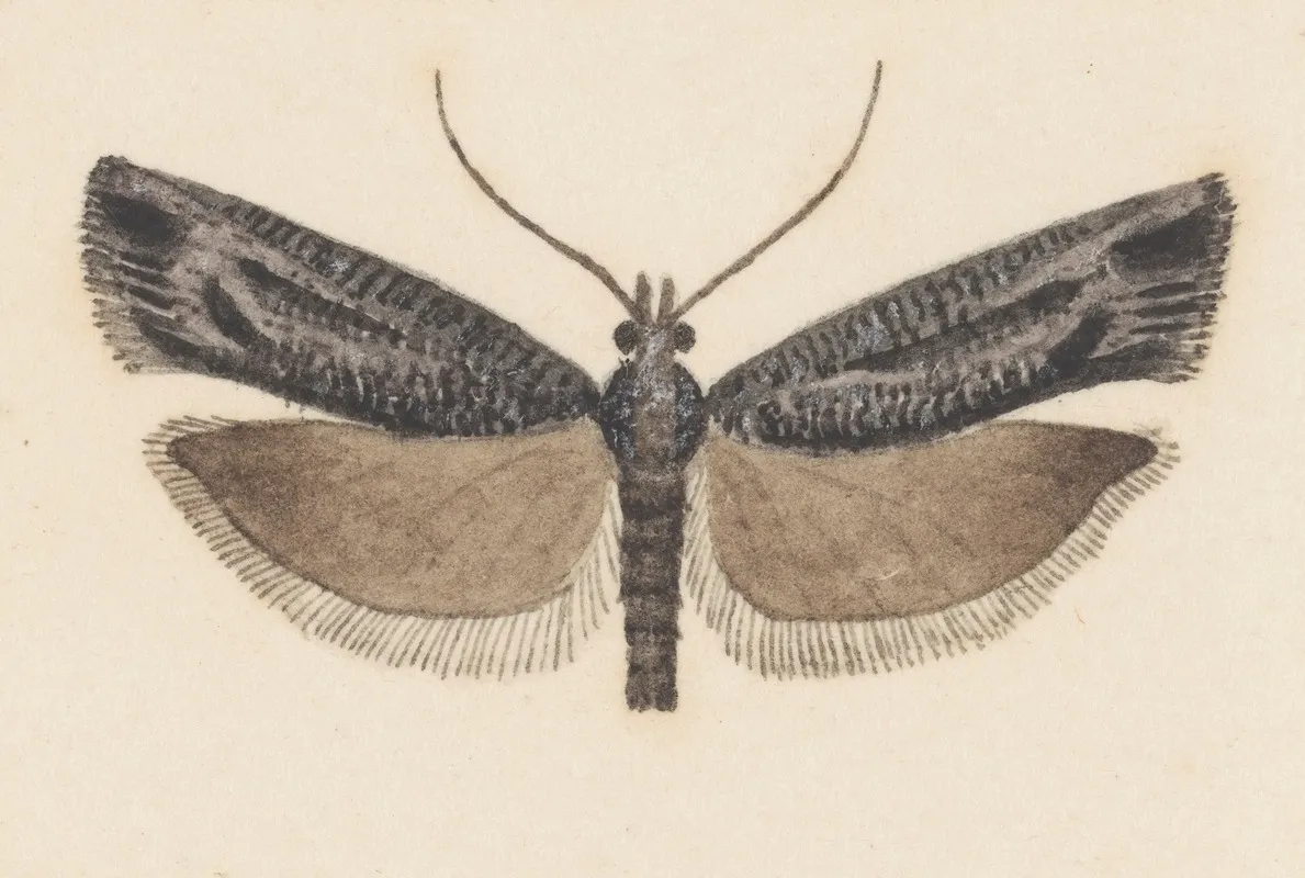 Entomology Watercolour Pl 146 Wall Art by George Hudson - High-Resolution Digital Print