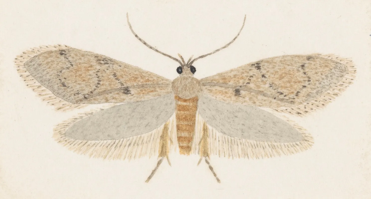 Entomology Watercolour Pl 149 Wall Art by George Hudson - High-Resolution Digital Print