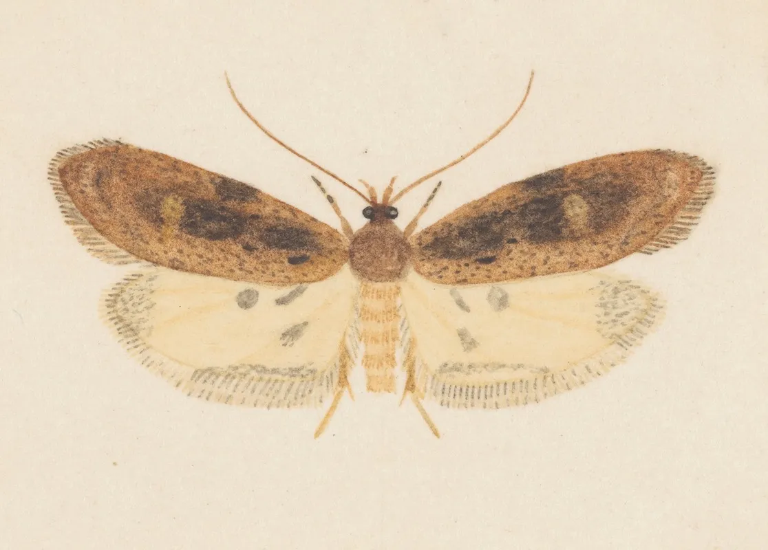 Entomology Watercolour Pl 151 Wall Art by George Hudson - High-Resolution Digital Print