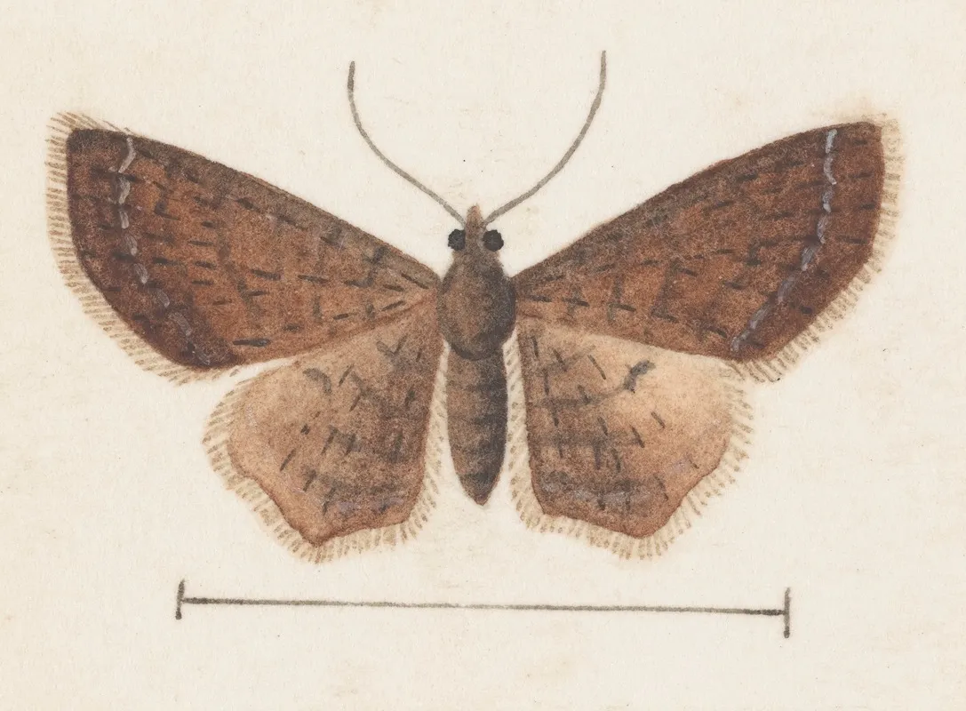 Entomology Watercolour Pl 152 Wall Art by George Hudson - High-Resolution Digital Print