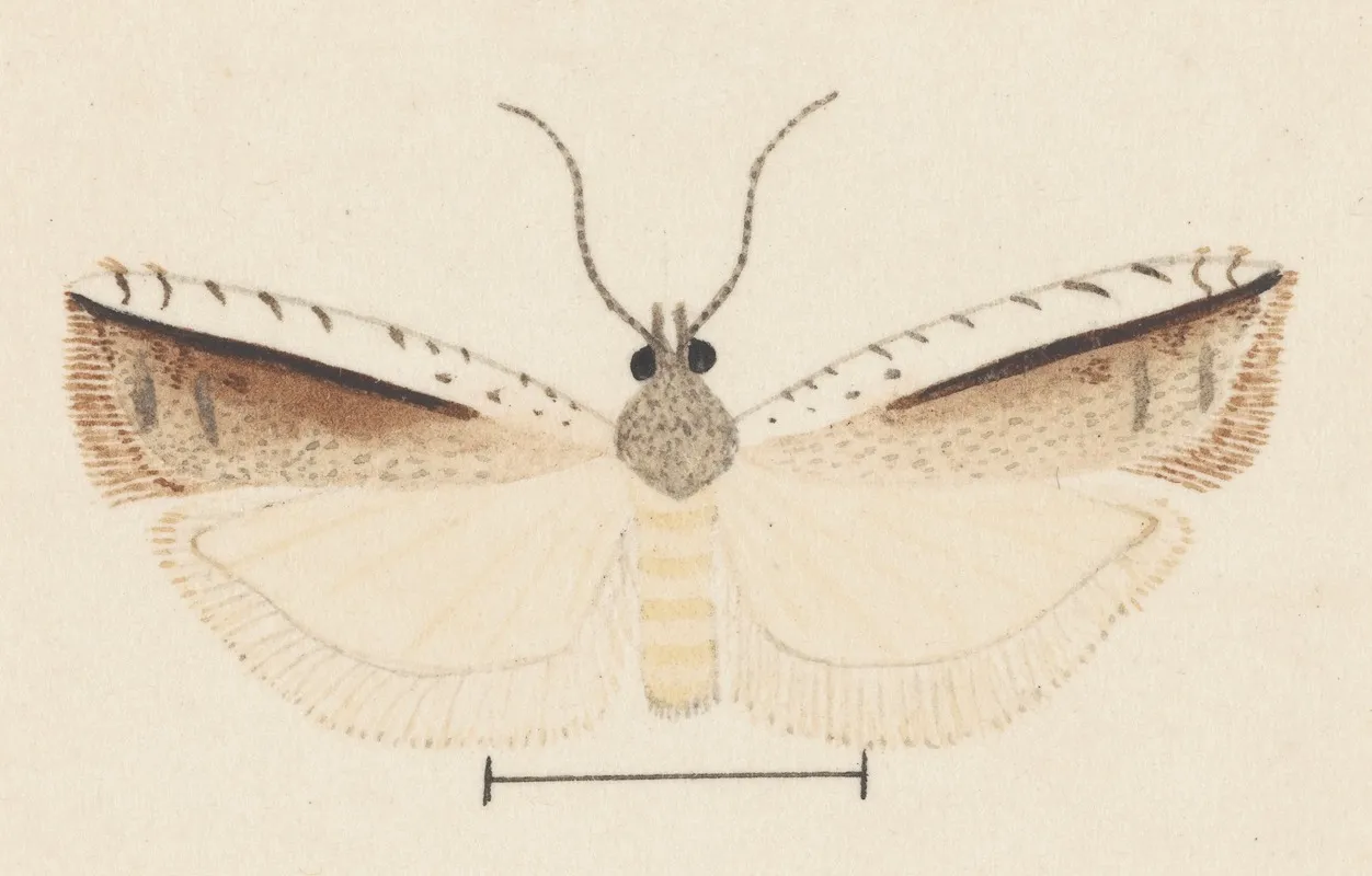 Entomology Watercolour Pl 155 Wall Art by George Hudson - High-Resolution Digital Print