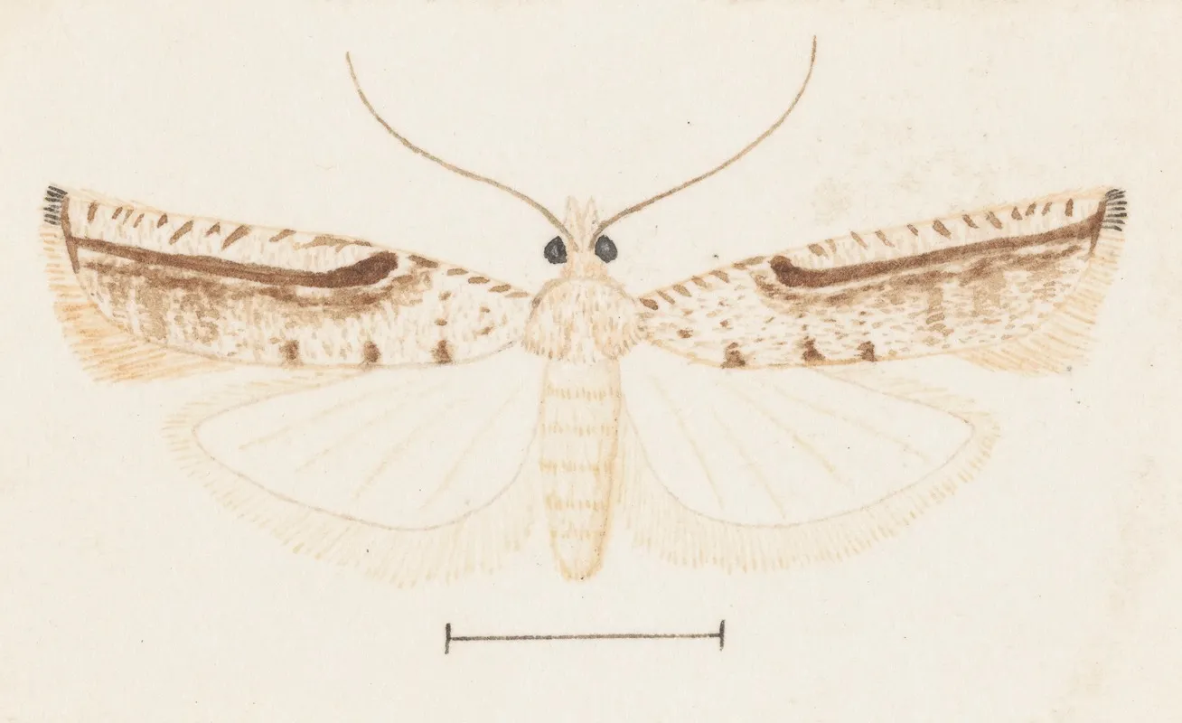 Entomology Watercolour Pl 156 Wall Art by George Hudson - High-Resolution Digital Print
