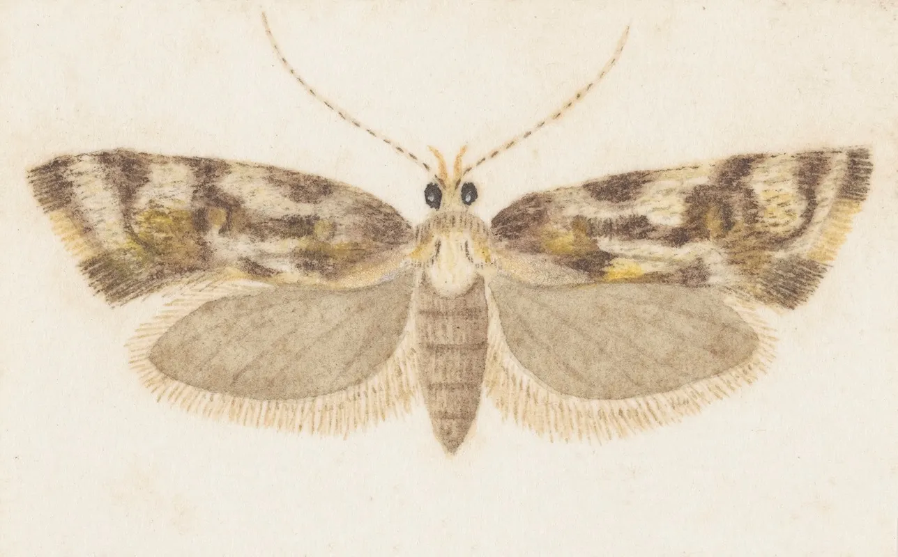 Entomology Watercolour Pl 159 Wall Art by George Hudson - High-Resolution Digital Print
