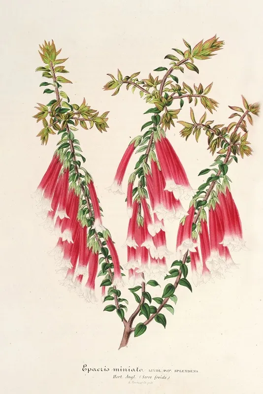 Epacris Miniata Wall Art by Charles Antoine Lemaire - High-Resolution Digital Print