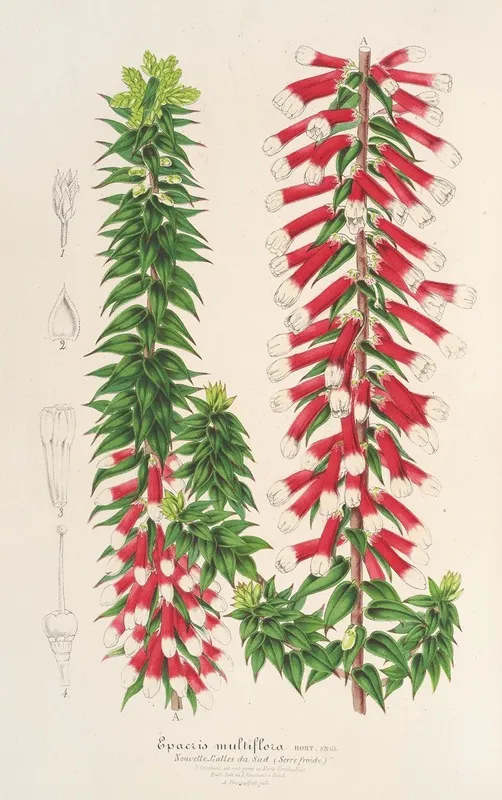 Epacris Multiflora Wall Art by Charles Antoine Lemaire - High-Resolution Digital Print