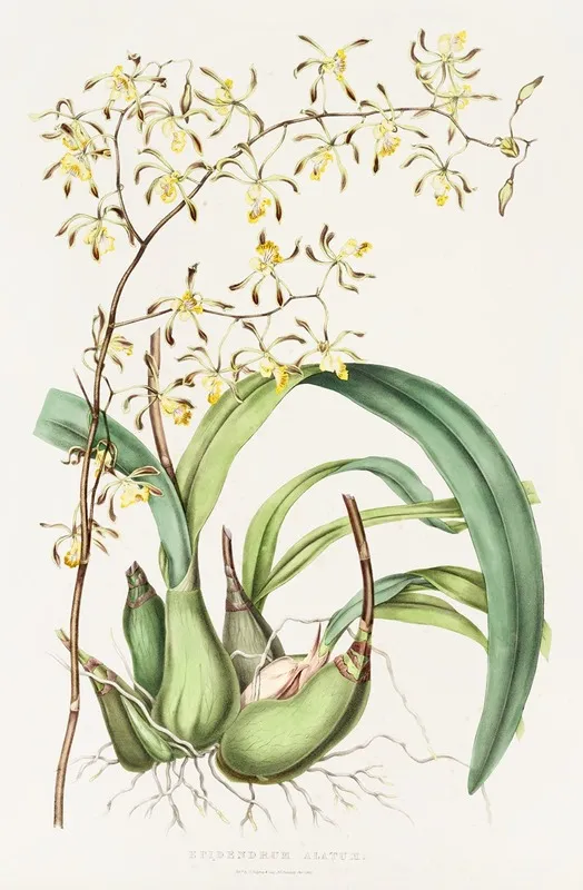 Epidendrum Alatum Wall Art by James Bateman - High-Resolution Digital Print