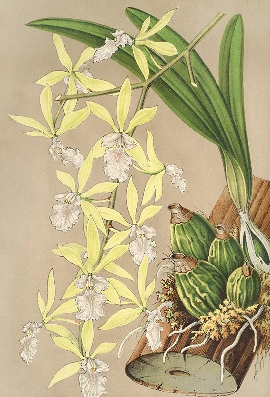 Epidendrum Ambiguum Wall Art by Charles Antoine Lemaire - High-Resolution Digital Print