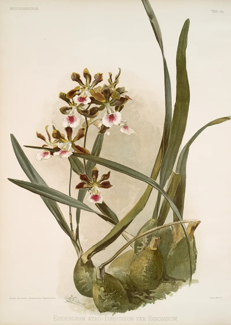Epidendrum Atro Purpureum Var Randianum Wall Art by Frederick Sander - High-Resolution Digital Print
